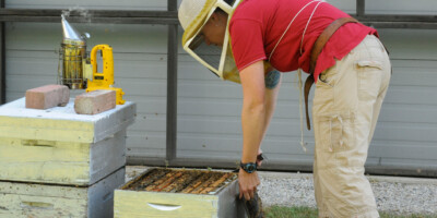 Bees taken out of beehive at Munroe Meadery