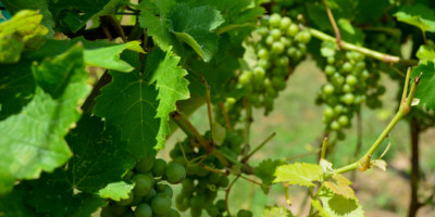Bunches of green grapes on the vine