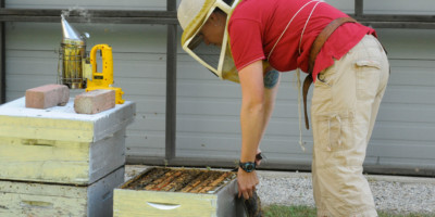 Bees taken out of beehive at Munroe Meadery