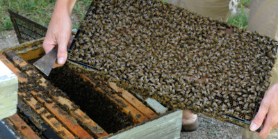 Bees taken out of beehive at Munroe Meadery
