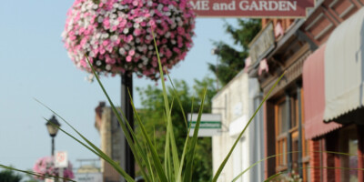 Flowers on a street in Parkhill