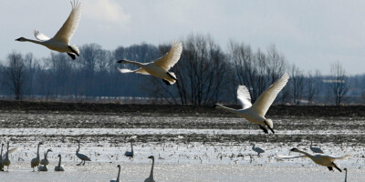 Tundra Swans Taking flight